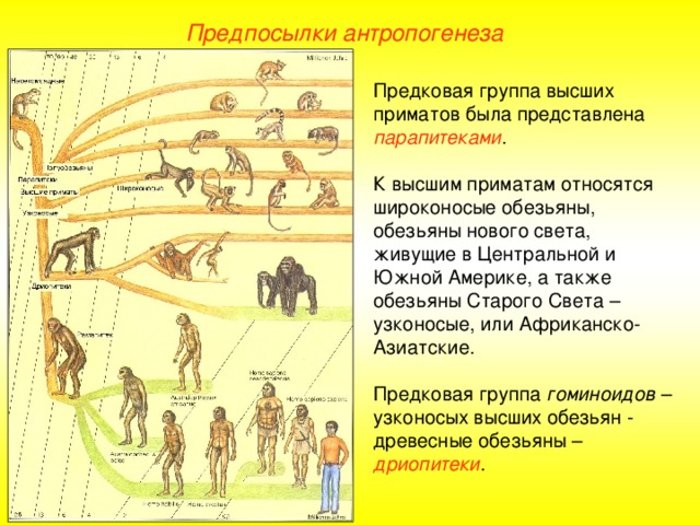 Предпосылки антропогенеза Предковая группа высших приматов была представлена парапитеками . К высшим приматам относятся широконосые обезьяны, обезьяны нового света, живущие в Центральной и Южной Америке, а также обезьяны Старого Света – узконосые, или Африканско-Азиатские. Предковая группа гоминоидов – узконосых высших обезьян - древесные обезьяны – дриопитеки .