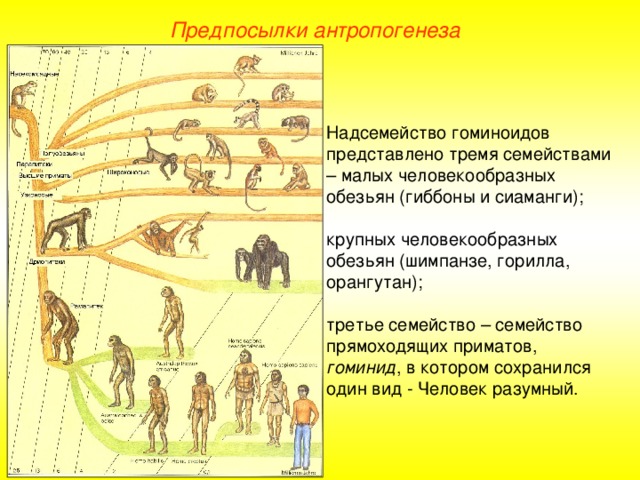 Предпосылки антропогенеза Надсемейство гоминоидов представлено тремя семействами – малых человекообразных обезьян (гиббоны и сиаманги); крупных человекообразных обезьян (шимпанзе, горилла, орангутан); третье семейство – семейство прямоходящих приматов, гоминид , в котором сохранился один вид - Человек разумный.