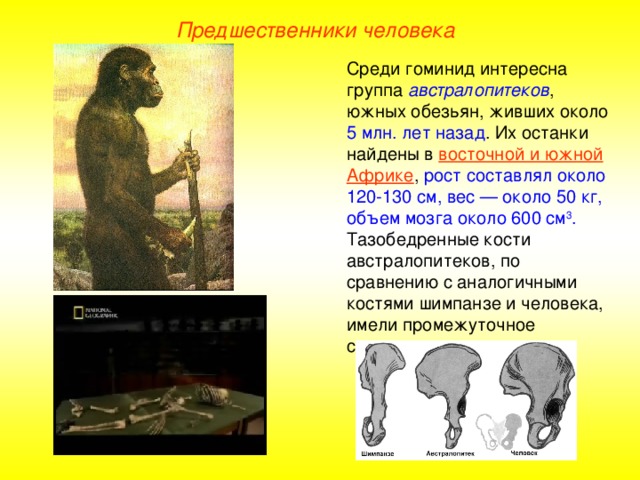 Предшественники человека Среди гоминид интересна группа австралопитеков , южных обезьян, живших около 5 млн. лет назад . Их останки найдены в восточной и южной Африке , рост составлял около 120-130 см, вес — около 50 кг, объем мозга около 600 см 3 .  Тазобедренные кости австралопитеков, по сравнению с аналогичными костями шимпанзе и человека, имели промежуточное строение
