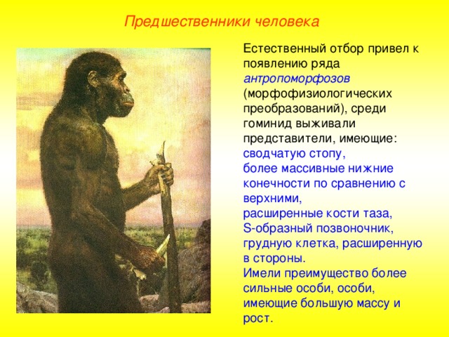 Предшественники человека Естественный отбор привел к появлению ряда антропоморфозов  (морфофизиологических преобразований), среди гоминид выживали представители, имеющие: сводчатую стопу, более массивные нижние конечности по сравнению с верхними, расширенные кости таза, S -образный позвоночник, грудную клетка, расширенную в стороны. Имели преимущество более сильные особи, особи, имеющие большую массу и рост.