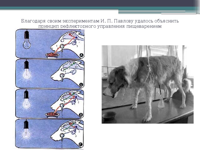 Благодаря своим экспериментам И. П. Павлову удалось объяснить принцип рефлекторного управления пищеварением 