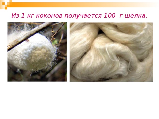 Из 1 кг коконов получается 100 г шелка. 
