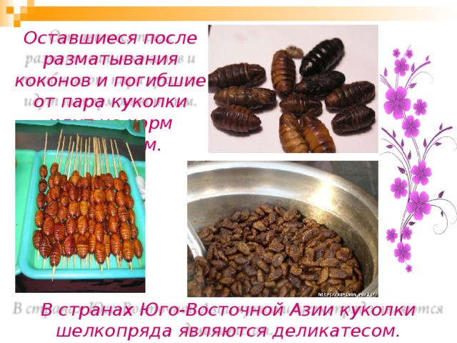 Оставшиеся после разматывания коконов и погибшие от пара куколки идут на корм животным. В странах Юго-Восточной Азии куколки шелкопряда являются деликатесом. 