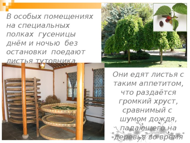В особых помещениях на специальных полках гусеницы днём и ночью без остановки поедают листья тутовника.  Они едят листья с таким аппетитом, что раздаётся громкий хруст, сравнимый с шумом дождя, падающего на деревья во время грозы. 