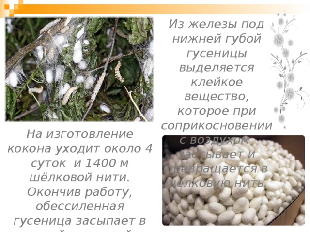 Из железы под нижней губой гусеницы выделяется клейкое вещество, которое при соприкосновении с воздухом застывает и превращается в шелковую нить. На изготовление кокона уходит около 4 суток и 1400 м шёлковой нити. Окончив работу, обессиленная гусеница засыпает в своей шелковой колыбели и превращается там в куколку. 