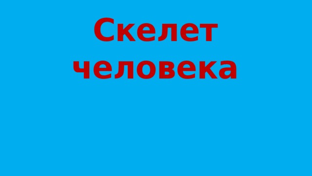 Скелет человека 