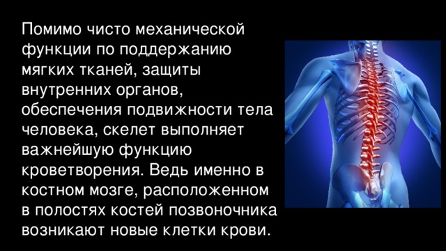 Помимо чисто механической функции по поддержанию мягких тканей, защиты внутренних органов, обеспечения подвижности тела человека, скелет выполняет важнейшую функцию кроветворения. Ведь именно в костном мозге, расположенном в полостях костей позвоночника возникают новые клетки крови. 