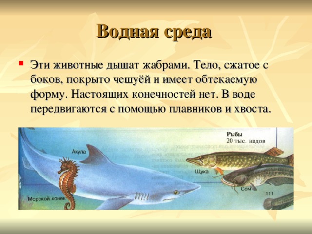 Водная среда Эти животные дышат жабрами. Тело, сжатое с боков, покрыто чешуёй и имеет обтекаемую форму. Настоящих конечностей нет. В воде передвигаются с помощью плавников и хвоста. 