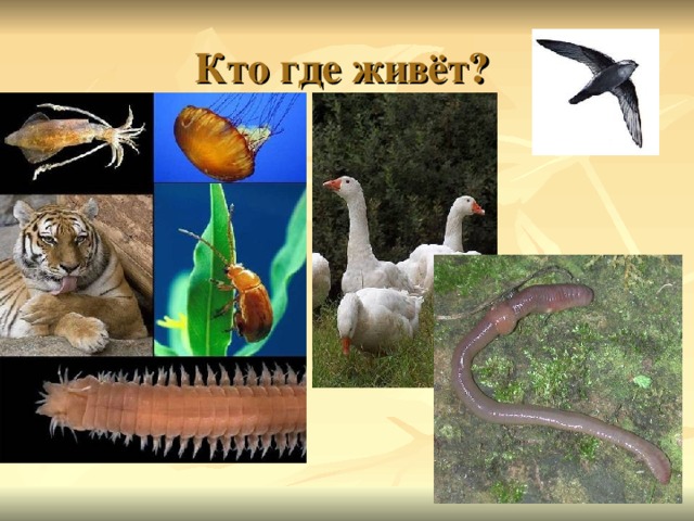Кто где живёт? 
