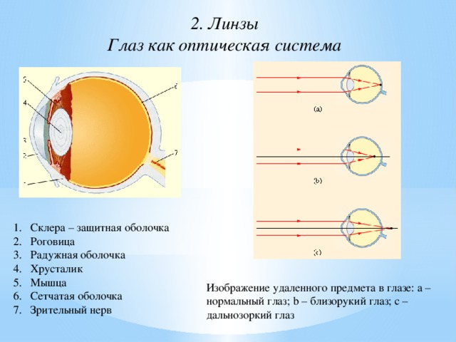 Презентация на тему "Разбор пробника ЕГЭ, биология"