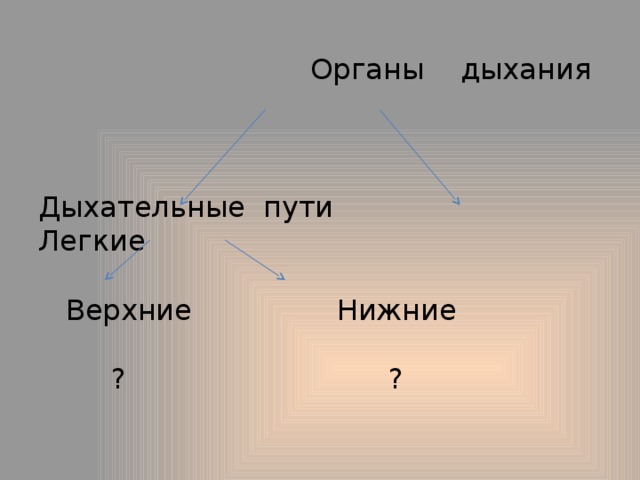  Органы дыхания         Дыхательные пути Легкие     Верхние Нижние    ? ?   