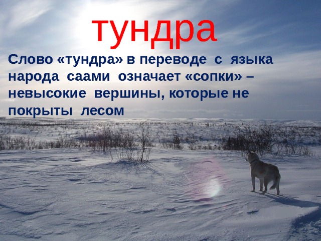 тундра Слово «тундра» в переводе с языка народа саами означает «сопки» – невысокие вершины, которые не покрыты лесом 