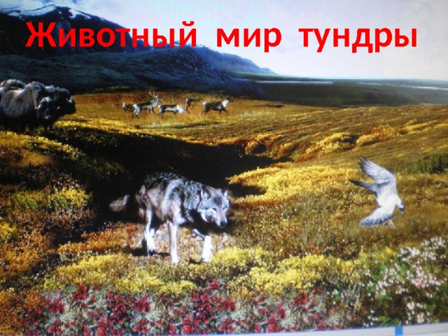 Животный мир тундры  