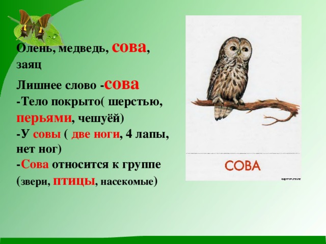 Цветная схема слова филин