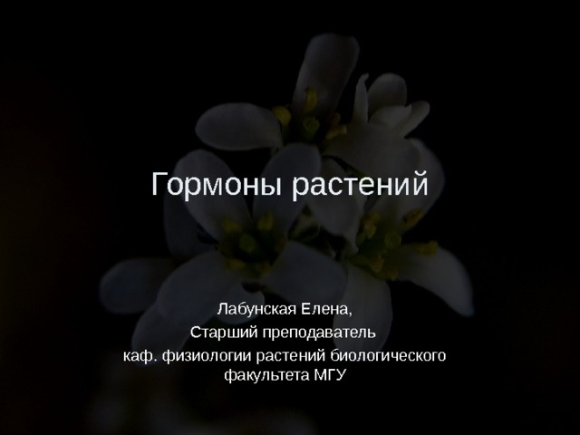 Гормоны растений Лабунская Елена, Старший преподаватель каф. физиологии растений биологического факультета МГУ 