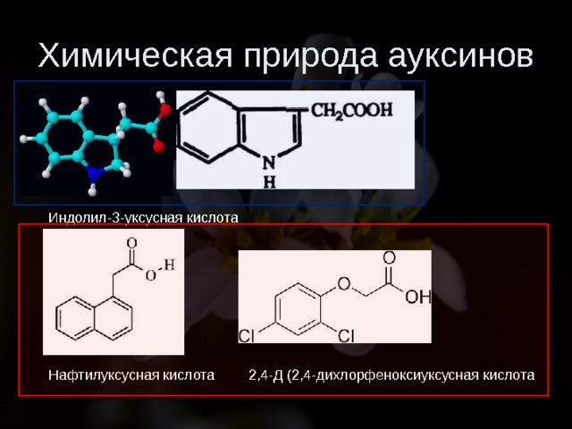 Химическая природа ауксинов Индолил-3-уксусная кислота Нафтилуксусная кислота 2,4-Д (2,4-дихлорфеноксиуксусная кислота 