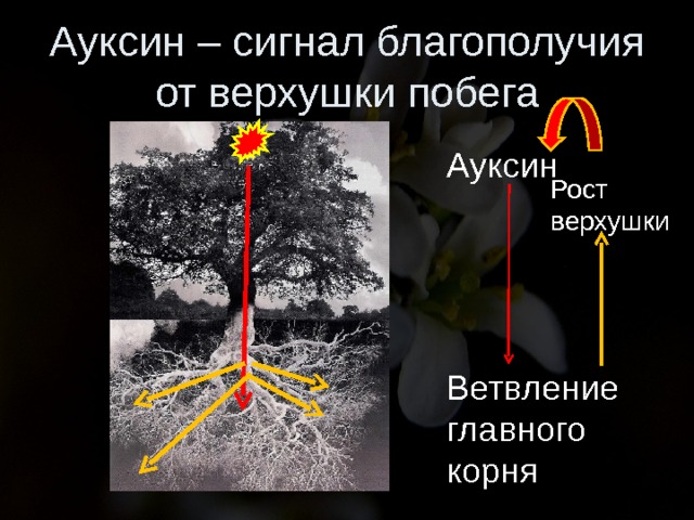 Листья долго сохраняют верхушечный рост