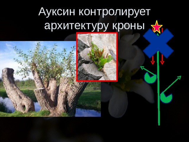 Ауксин контролирует архитектуру кроны 