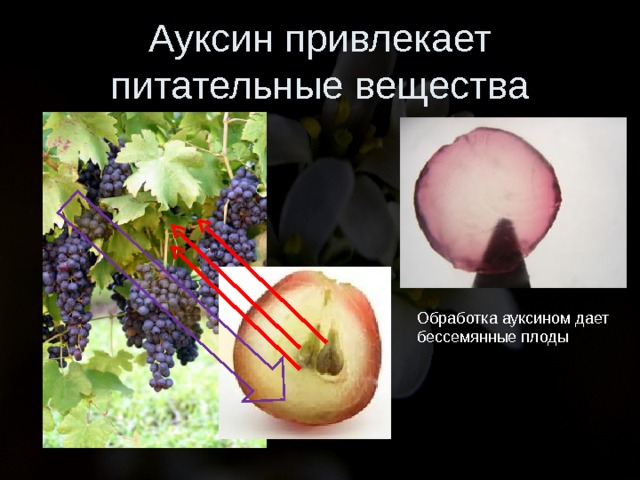 Ауксин привлекает питательные вещества Обработка ауксином дает бессемянные плоды 