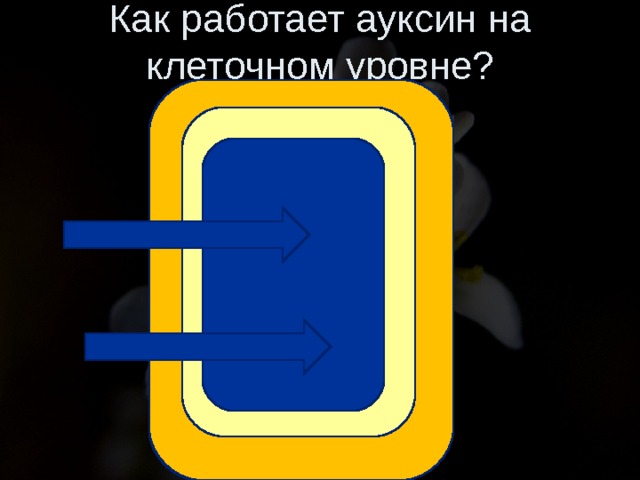Как работает ауксин на клеточном уровне? Н+ Н+ Н+ Н+ Н+ Н+ . 