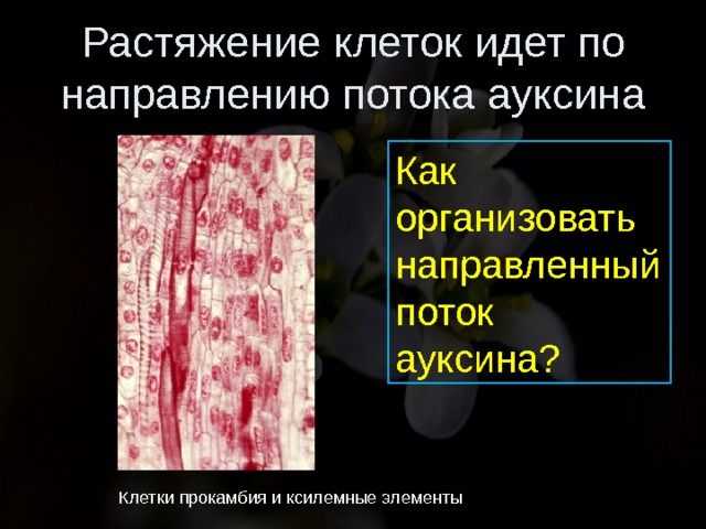 Растяжение клеток идет по направлению потока ауксина Как организовать направленный поток ауксина? Клетки прокамбия и ксилемные элементы 