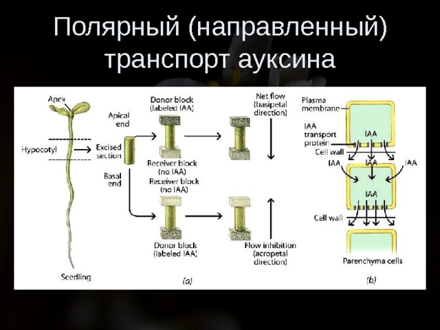 Полярный (направленный) транспорт ауксина 