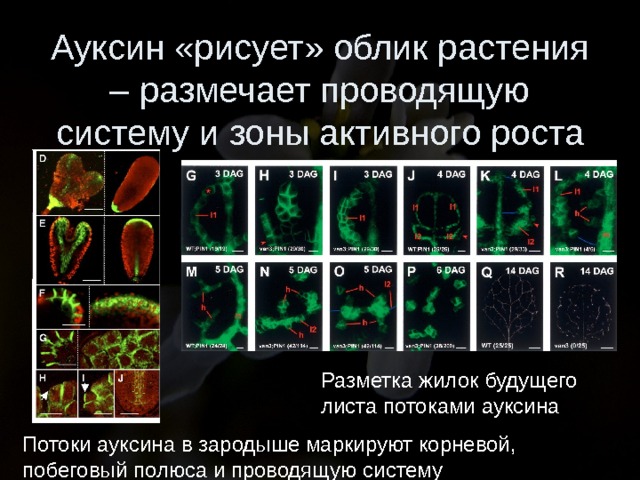 Ауксин «рисует» облик растения – размечает проводящую систему и зоны активного роста Разметка жилок будущего листа потоками ауксина Потоки ауксина в зародыше маркируют корневой, побеговый полюса и проводящую систему 