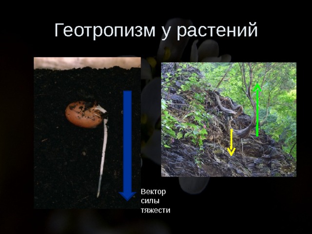Геотропизм у растений Вектор силы тяжести 