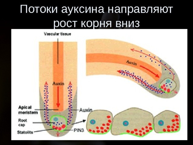 Потоки ауксина направляют рост корня вниз 