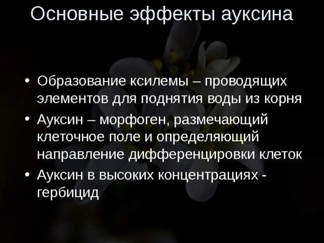 Основные эффекты ауксина Образование ксилемы – проводящих элементов для поднятия воды из корня Ауксин – морфоген, размечающий клеточное поле и определяющий направление дифференцировки клеток Ауксин в высоких концентрациях - гербицид 