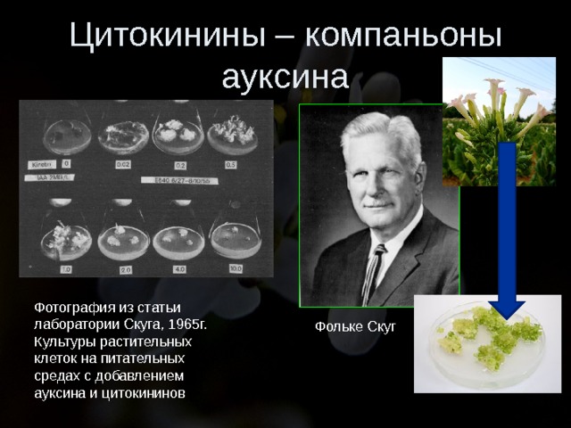 Цитокинины – компаньоны ауксина Фотография из статьи лаборатории Скуга, 1965г. Культуры растительных клеток на питательных средах с добавлением ауксина и цитокининов Фольке Скуг  