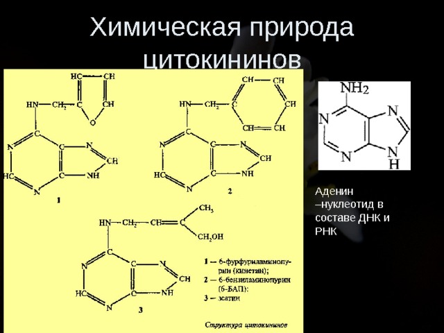 Химическая природа цитокининов Аденин –нуклеотид в составе ДНК и РНК 