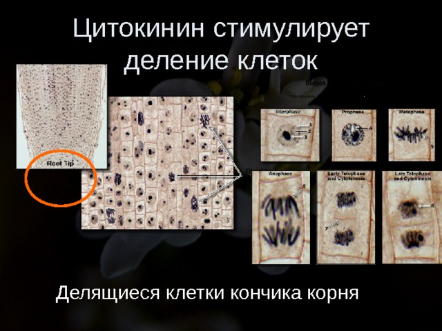 Цитокинин стимулирует деление клеток Делящиеся клетки кончика корня 