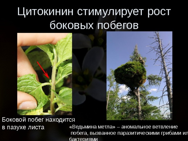 Цитокинин стимулирует рост боковых побегов Боковой побег находится в пазухе листа «Ведьмина метла» – аномальное ветвление  побега, вызванное паразитическими грибами или бактериями 