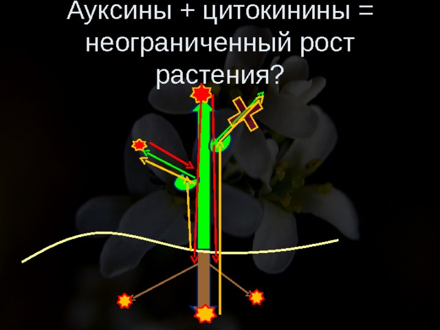 Ауксины + цитокинины = неограниченный рост растения? 
