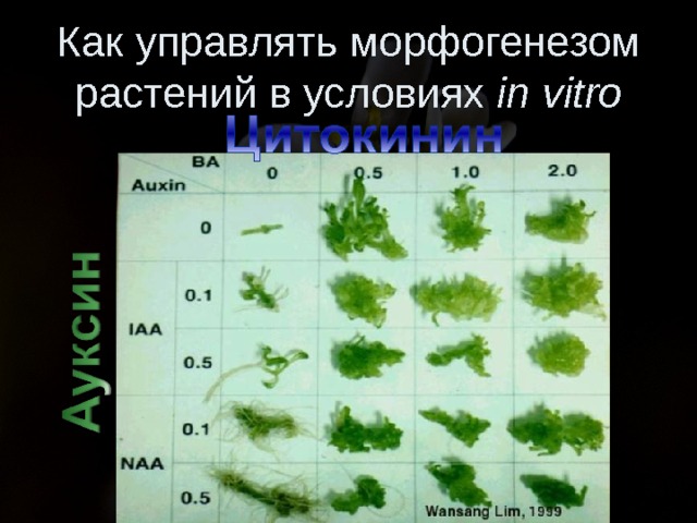 Как управлять морфогенезом растений в условиях in vitro 
