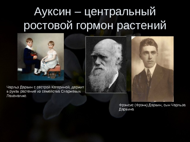 Ауксин – центральный ростовой гормон растений Чарльз Дарвин с сестрой Катериной, держит в руках растение из семейства Спаржевых Лахеналию. Фрэнсис (Фрэнк) Дарвин, сын Чарльза Дарвина 