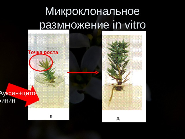Микроклональное размножение in vitro Точка роста Ауксин+цито-кинин 