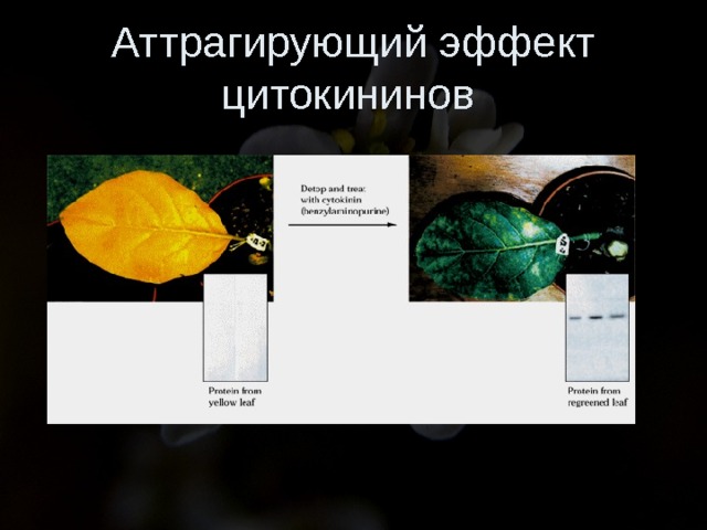 Аттрагирующий эффект цитокининов 