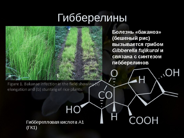 Гибберелины Болезнь «баканоэ» (бешеный рис) вызывается грибом Gibberella fujikuroi и связана с синтезом гибберелинов Гибберелловая кислота А1 (ГК1) 