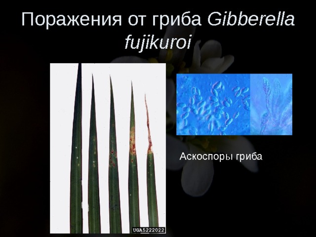 Поражения от гриба Gibberella fujikuroi Аскоспоры гриба 