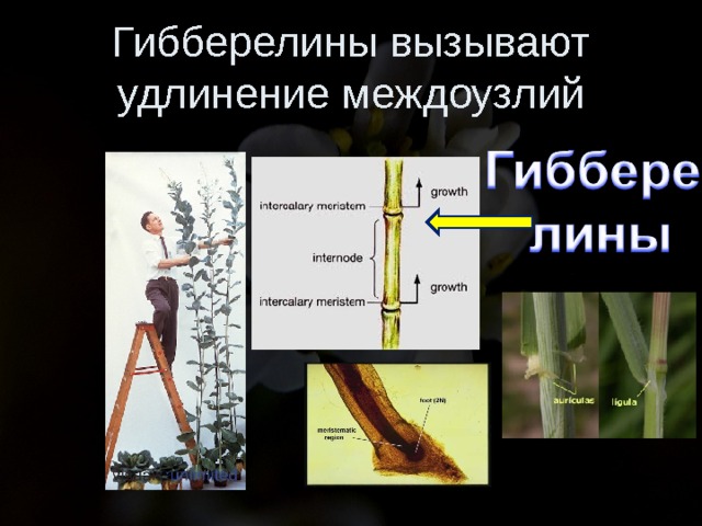 Презентация гормоны растений