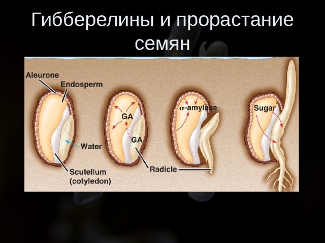 Гибберелины и прорастание семян 