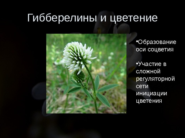 Гибберелины и цветение Образование оси соцветия  Участие в сложной регуляторной сети инициации цветения 