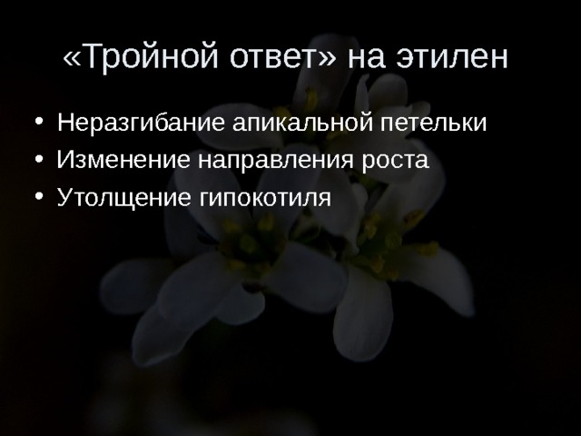 «Тройной ответ» на этилен Неразгибание апикальной петельки Изменение направления роста Утолщение гипокотиля 