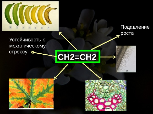 Подавление роста Устойчивость к механическому стрессу СН2=СН2 