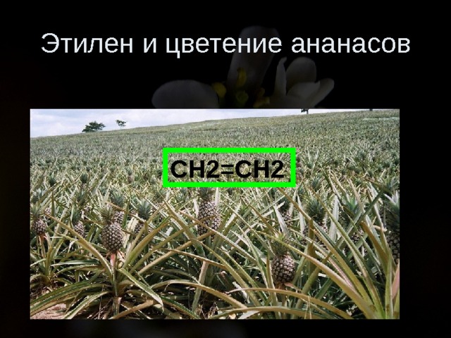 Этилен и цветение ананасов СН2=СН2 