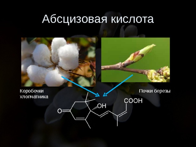 Абсцизовая кислота Почки березы Коробочки хлопчатника 