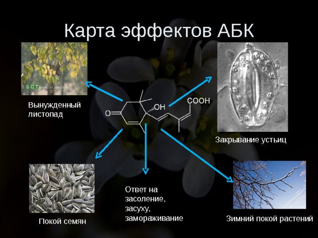 Карта эффектов АБК Вынужденный листопад Закрывание устьиц Ответ на засоление, засуху, замораживание Зимний покой растений Покой семян 