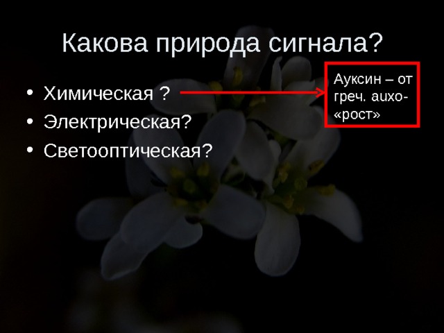 Какова природа сигнала? Ауксин – от греч. auxo- «рост» Химическая ? Электрическая? Светооптическая? 